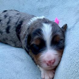 Miss Liberty - Merle female Bernedoodle puppy in Hegins, Pennsylvania from Bubbling Springs Doodles, LLC