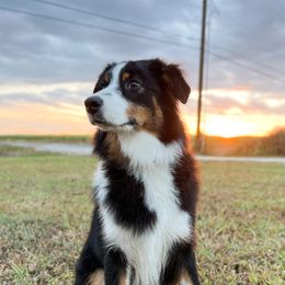 Journey - Australian Shepherd