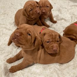 Vizsla Puppies from Dollys Rust Red Vizslas