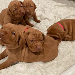 Vizsla Puppies from Dollys Rust Red Vizslas