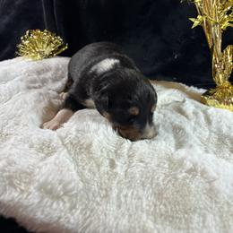 Black tri 4 - Black tri-color male Australian Shepherd puppy in Loganville, Georgia from Howell Aussies