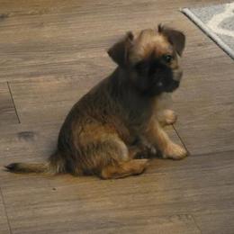 Boy 1 - male Brussels Griffon puppy in Pensacola, Florida from Fretwell's Fabulous Griffons