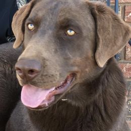 Labrador Retrievers from KB Farms