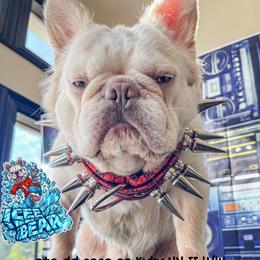 Icee Bear - French Bulldog