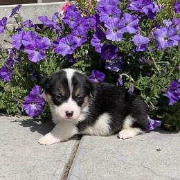 Pembroke Welsh Corgi Puppies from Whistling Wind Corgi’s