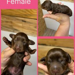 Pistol's Female - Chocolate and tan female Dachshund puppy in Rattan, Oklahoma from Burgett’s Barnyard Dachshunds