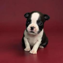 AKC Jade - Black and white female Boston Terrier puppy in Galena, Kansas from RottNBostons