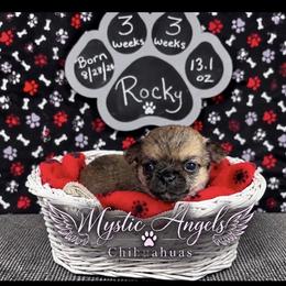 Rocky - Black sabled fawn male Chihuahua puppy in Leesburg, Florida from Mystic Angels Chihuahuas
