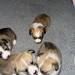 Girl - Red female Pembroke Welsh Corgi puppy in Gaston, Oregon from Timberside