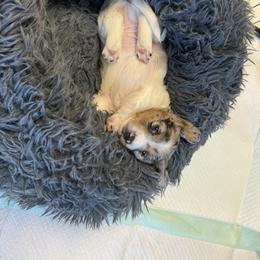 Dachshund Puppies from L&L Dachshunds