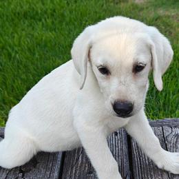 White Diamond - Yellow female Labrador Retriever puppy in Missouri City, Texas from Labrador Retriever Puppies
