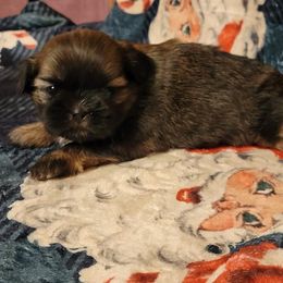 Hadley - Brindle female Shih Tzu puppy in Parma, Ohio from D's DeVine Shih-Tzu