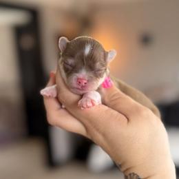 Cedar - Chocolate brindled fawn male Chihuahua puppy in Harrison, Michigan from Cloud9 Chihuahuas