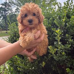 Leo - Sable male Poodle puppy in Plano, Texas from Dogs lovers