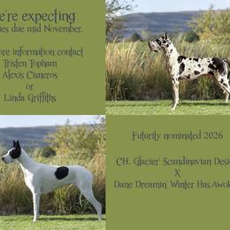 Great Dane puppies from Dane Dreamin’