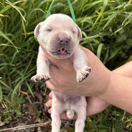 Green boy - Light golden male Golden Retriever puppy in Pahrump, Nevada from Southern Nevada Goldens