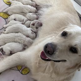 2nd Pick Male - Light golden male Golden Retriever puppy in Sarasota, Florida from Platinum Paws Puppies