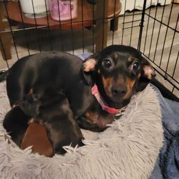 Moonpie - Dachshund