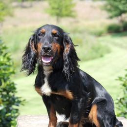Pepper - English Cocker Spaniel