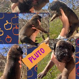 PLUTO - Fawn female Great Dane puppy in Wellsville, New York from Prophecy Danes