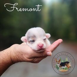 Fremont - White merle male American Corgi puppy in Cameron, North Carolina from Butts Family Corgis
