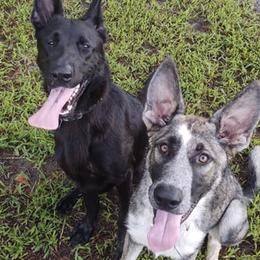 German Shepherds from Northern Mist Kennels