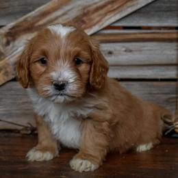 Male 1 of 4 - Apricot male Goldendoodle puppy in Macedon, New York from Toodles Goldendoodles