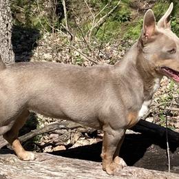 Daisy Mae - Teddy Roosevelt Terrier