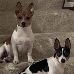 Teddy Roosevelt Terrier puppies from Margo Lauritsen