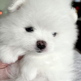Luke - White male Pomeranian puppy in Pavilion, New York from Calverton Pomeranians