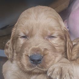 Orange Boy - Dark golden male Golden Retriever puppy in Pasco, Washington from Rodgers Retrievers
