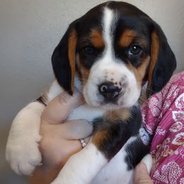 Boy 5 - Beagle puppy in Rhinelander, Wisconsin from Norling's Great Northern Beagles