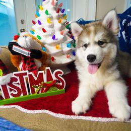 Siberian Husky Puppies from A&C Siberian Huskies