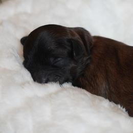 Dopey (Blue Collar) - Red male Shihpoo puppy in Las Vegas, Nevada from Plush Toy Poodle Puppies & Pals