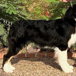 Maybelline - Australian Shepherd