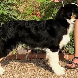 Maybelline - Australian Shepherd