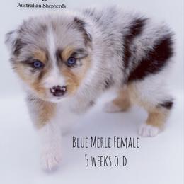 Chill - Blue merle female Australian Shepherd puppy in Greeneville, Tennessee from Storm Shine Australian Shepherds