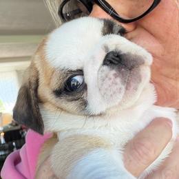Squishy panda - Fawn female Pug puppy in Capac, Michigan from Puddles Palace Puppies