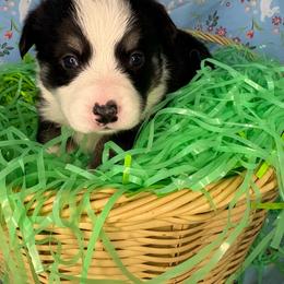 Timon - Black and tan male Pembroke Welsh Corgi puppy in Washington from KB Corgis