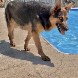 German Shepherd All Grown Up from Angel Oak German Shepherds