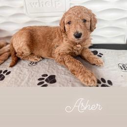 Goldendoodle Puppies from Lundee Doodles