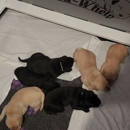 Orange collar - Black female Labrador Retriever puppy in Chaumont, New York from Peak Performance Labradors