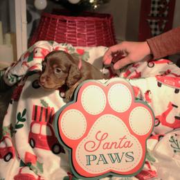 Dachshund Puppies from Crosbys Doxies