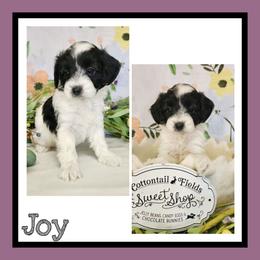 Joy - Black and white female Schnoodle puppy in Lebanon, Missouri from Cedar Glades Canines