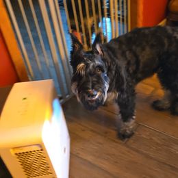 Giant Schnauzer Puppies from House of Roth Giant Schnauzers