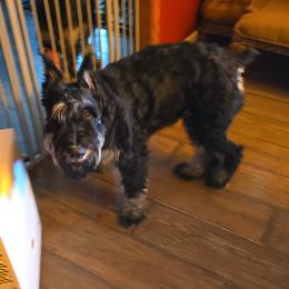 Giant Schnauzer Puppies from House of Roth Giant Schnauzers