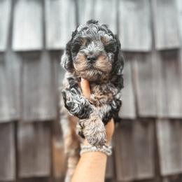 Marmalade - Merle male Bernedoodle puppy in Shingle Springs, California from Kindred Oak Goldendoodles