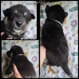 Derek - Black tan and white male Siberian Husky puppy in Bloomfield, Indiana from Paiges lil huskies