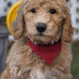 Blaze - Apricot male Goldendoodle puppy in Jourdanton, Texas from More Doodles to Love (Formerly Bridges to Love)