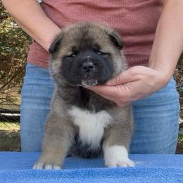 Mika - Girl 1 - Brown female Akita puppy in Coopersburg, Pennsylvania from Main Street Akitas